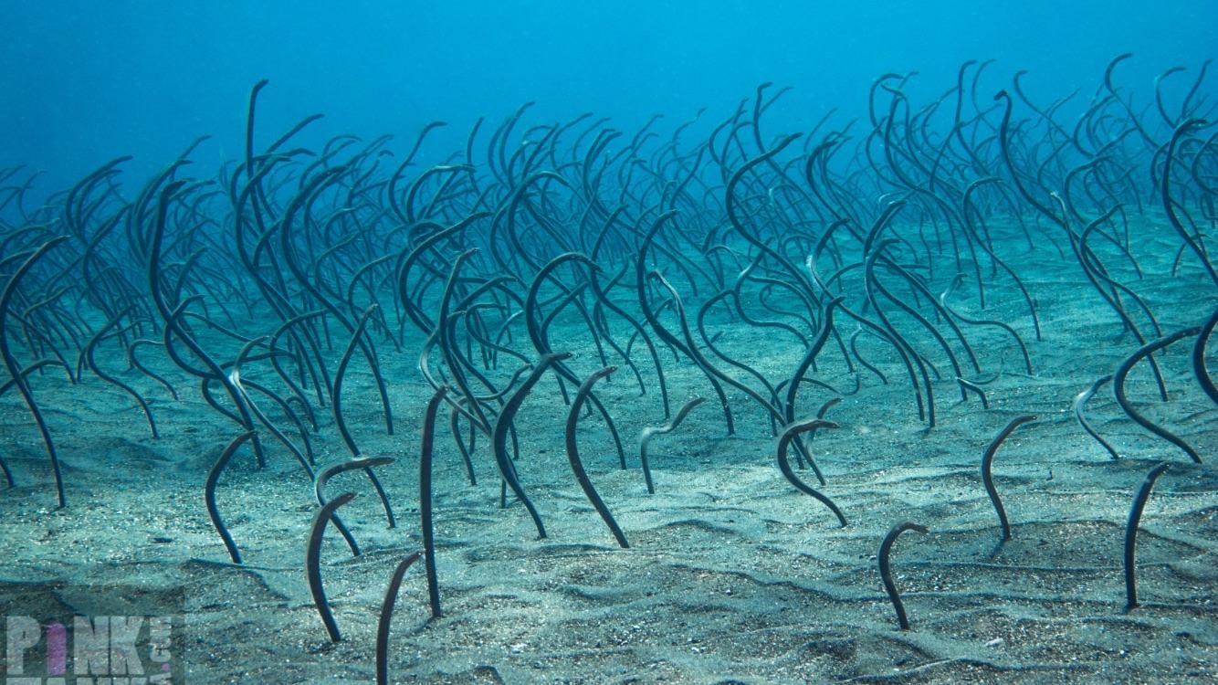 Hebrew U Researchers In The Garden Of Eels - The Canadian Friends of