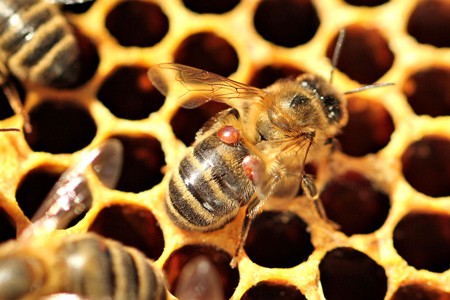 Hebrew U Scientists Inspire Way To Tackle Honeybees’ Greatest Threat