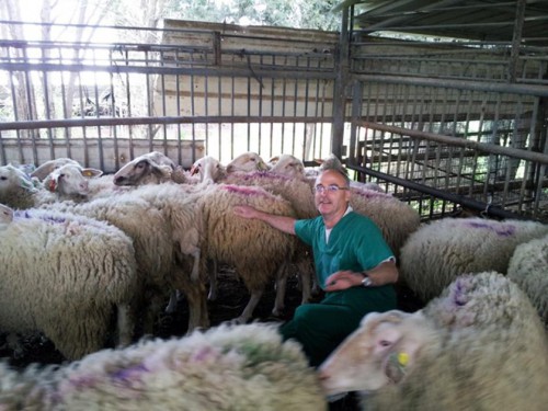 Hebrew U Researches Sheep Blindness