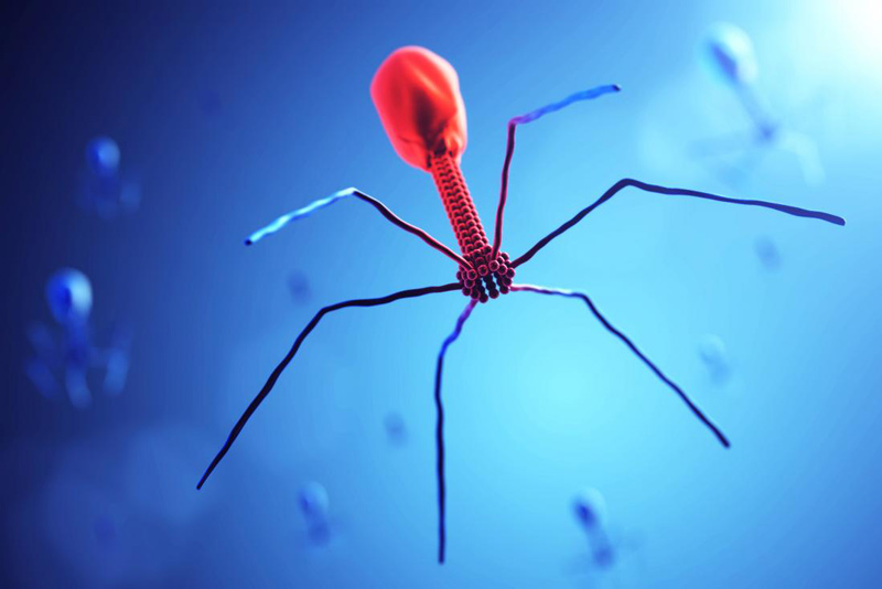 The bacteriophage (depicted here) is a bacterium's worst nightmare.
