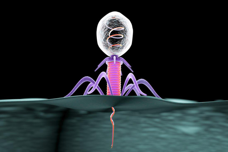 Bacteriophages (depicted here) may provide an insight into bacterial infections.