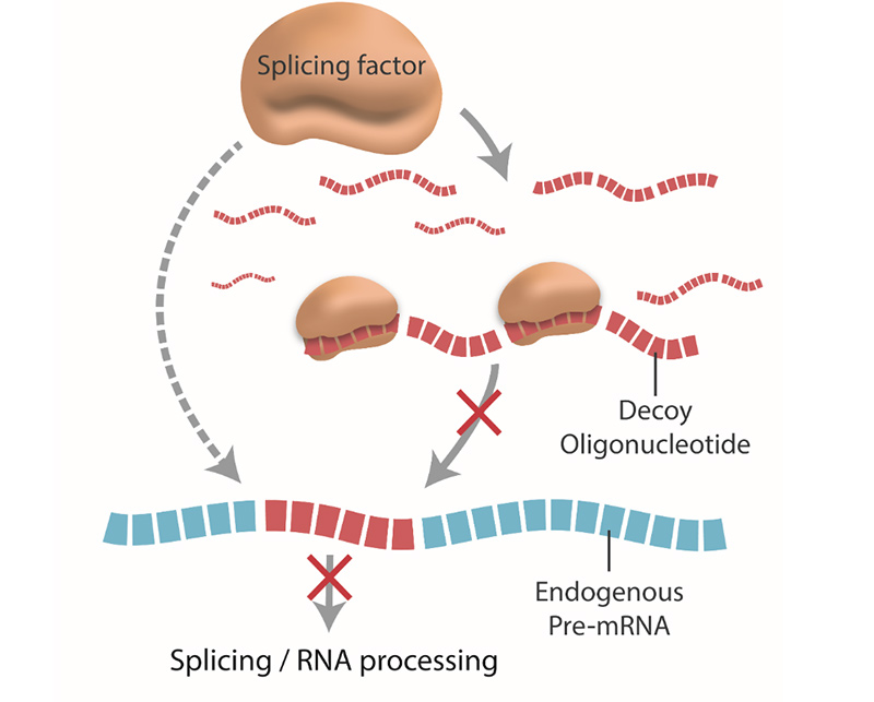 Oligonucleotide, the RNA-binding decoy molecule.