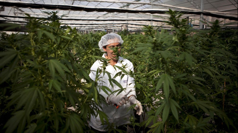 An Israeli woman works at the Tikkun Olam medical cannabis farm.