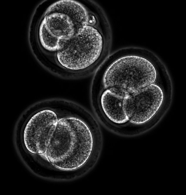 Immaculate conception? Forget sperm and eggs, HU researchers create embryo stem cells from skin cells