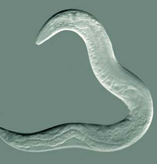 Hebrew U study: Traumatized worms store memories of hardship when conditions become safe