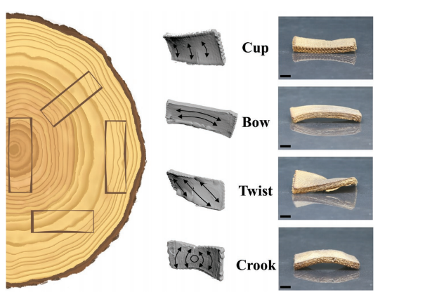 Images of direct ink writing (DIW) printed wood and 3D scans of different predesigned lumber cut warping conditions. Arrows indicate printing pathway directions, corresponding to plant cell arrangement (scale bar: 10 mm).