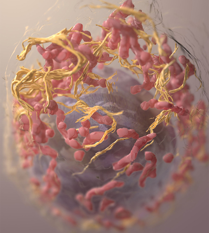 A 3D structure of a melanoma cell.