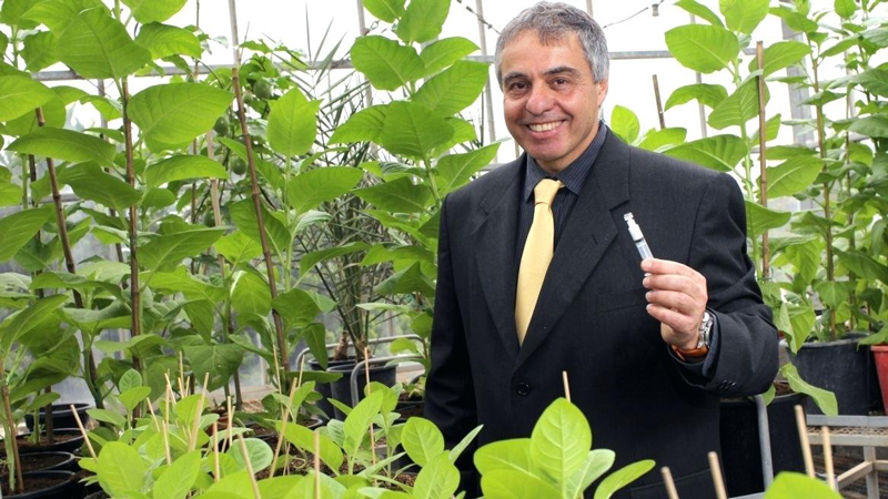 Prof. Oded Shoseyov with his transgenic tobacco plants. 
