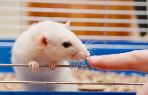 Older rats did very well with THC treatments