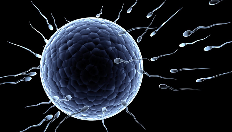 HU research offers hope for predicting proper pregnancies