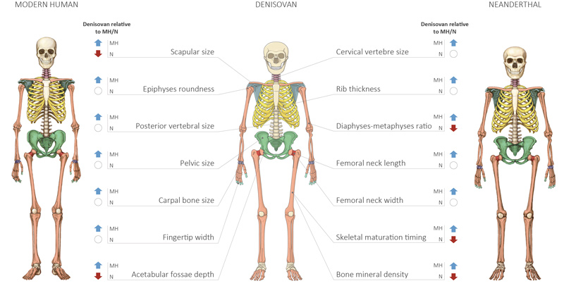 Anatomical Comparison of Modern Humans, Neanderthals and Denisovan Skeletons