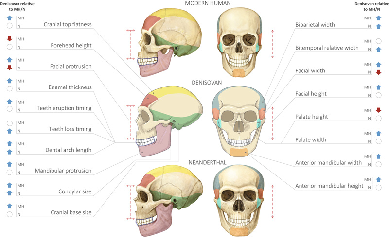 Comparison of Modern Human, Neanderthal and Denisovan Skulls