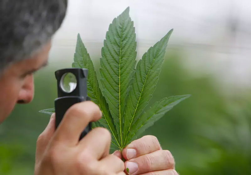 An employee inspects the leaf of a cannabis plant at a medical marijuana plantation in northern Israel.
