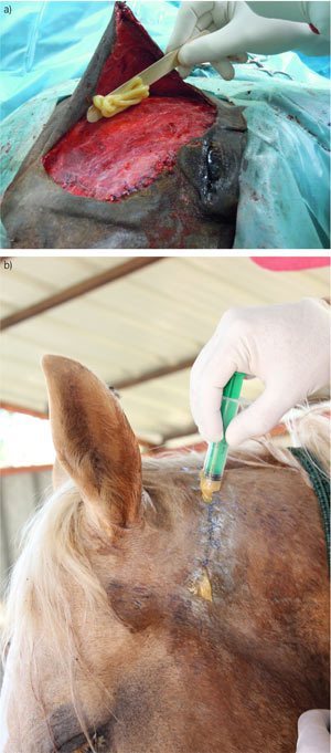 Methods for intrawound application of medical grade honey in closure of equine lacerations: a) directly onto the subcutaneous tissue prior to skin closure, and b) after partial wound closure.