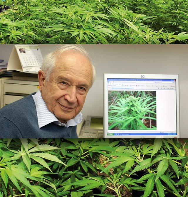 HU’s legendary medical cannabis expert asked by Israeli firm to head study on drug’s use in cancer treatment