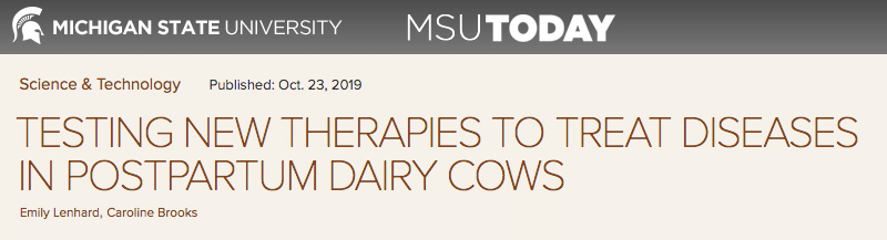 MSU header - TESTING NEW THERAPIES TO TREAT DISEASES IN POSTPARTUM DAIRY COWS