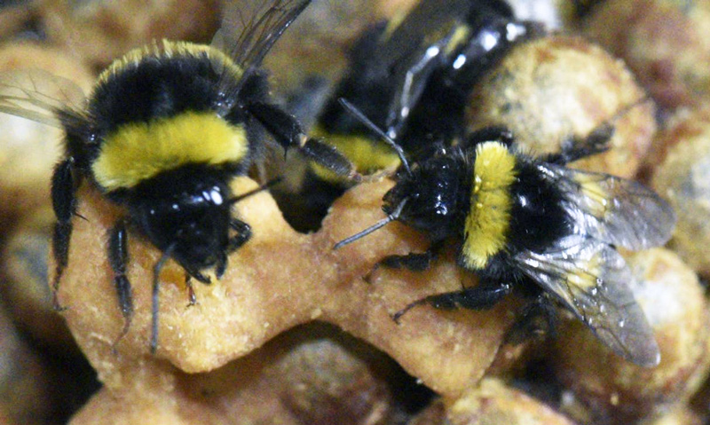 Nurse bees not only sacrificed their shuteye to look after the larvae, they continued to sleep less when the brood moved on.