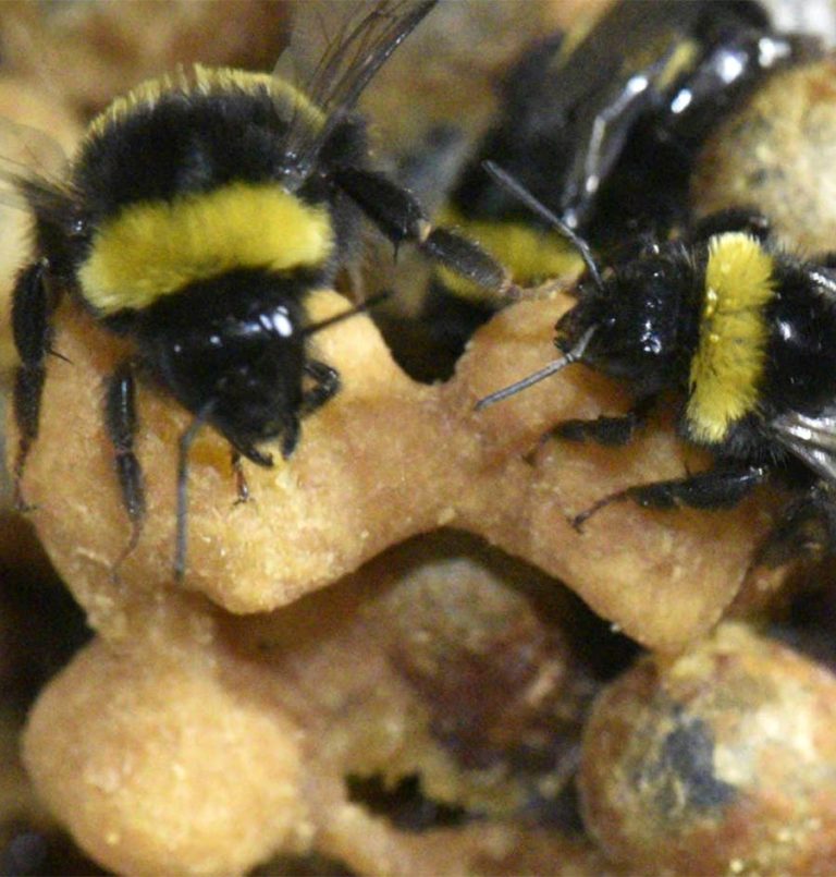 HU scientists find bee parents skip sleep to care for young