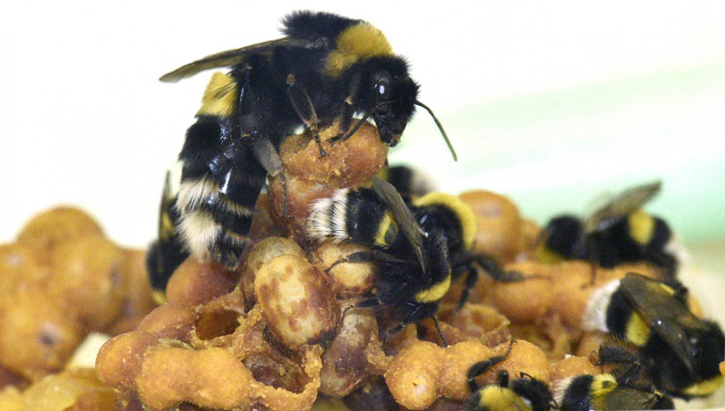 A bumblee queen and workers caring for a brood.