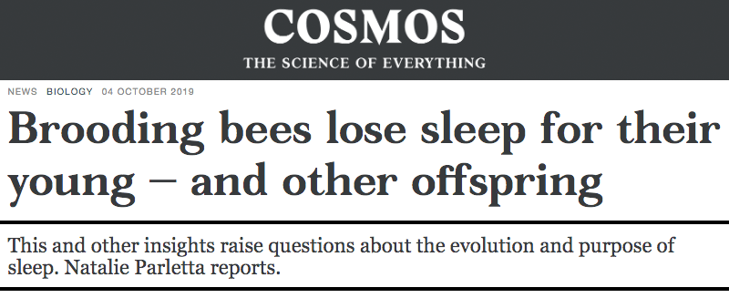 Cosmos header - Bumblebee parents miss out on sleep while caring for young, study finds - Chemicals produced by offspring could be causing their carers to be able to function on less sleep