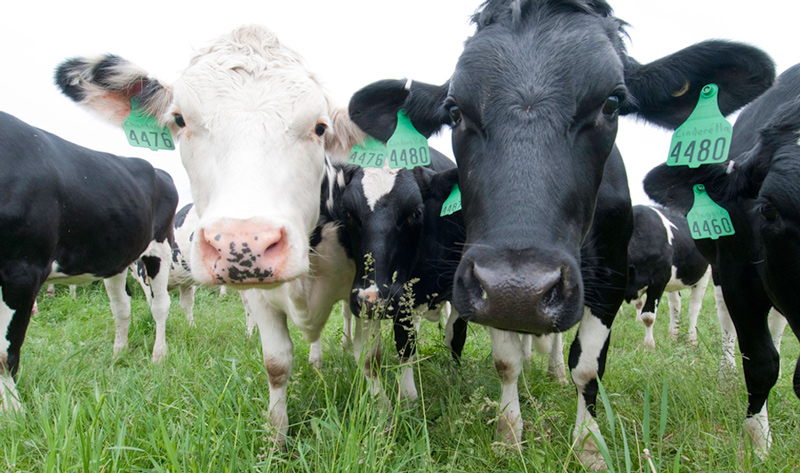HU and MSU collaborate on cannabinoid research to treat diseases in cows