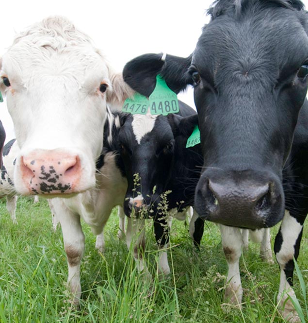 HU and MSU collaborate on cannabinoid research to treat diseases in cows