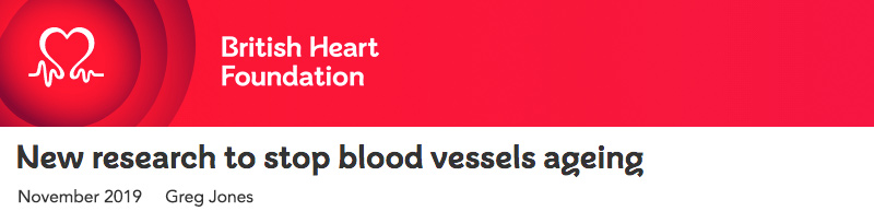 British Heart Foundation header - New research to stop blood vessels ageing