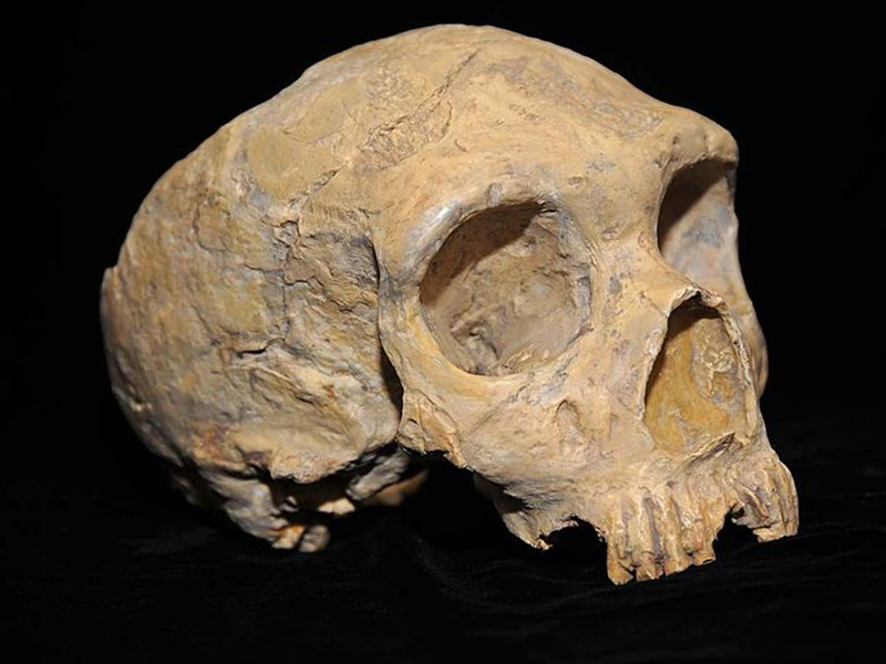 A Neanderthal skull discovered in Forbes' Quarry, Gibraltar.