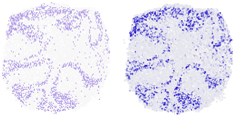 The vertical section shows that novoSpaRc (right) is able to answer this question very reliably on the basis of available single cell sequencing data. On the left for comparison the result of experiments.