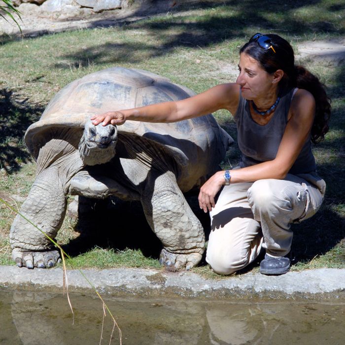 Hebrew U researcher Tamar Gutnick with George, a 90-year-old Aldabra tortoise who was schooled to follow a toy of a particular colour.