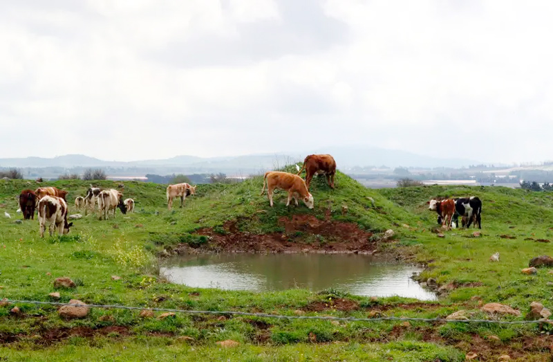 Cows graze in a grassy area near Mas'ada in the Israeli Golan Heights.
