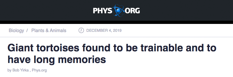 Phys.org header - Giant tortoises found to be trainable and to have long memories
