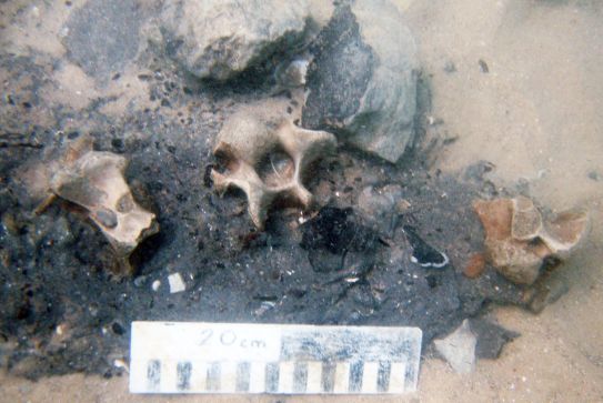 Vertebrae of a herbivore, probably eaten around 7,000 years ago in Tel Hreiz