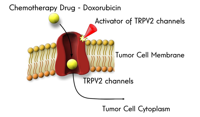 TRPV2 protein in action