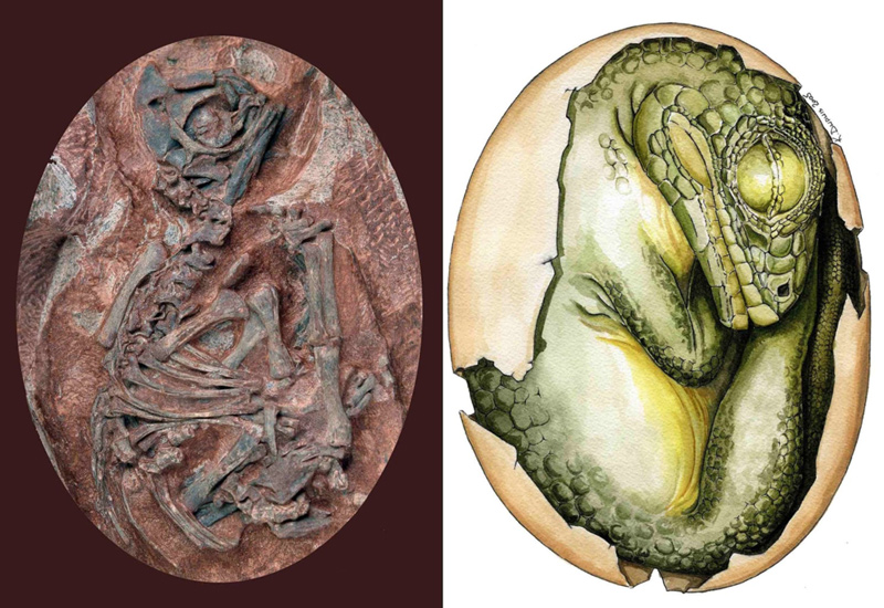 A 190-million-year-old unhatched dinosaur embryo in the egg