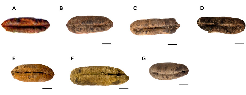 Morphology of six germinated ancient date seeds before planting. (A) Adam, (B) Jonah, (C) Uriel, (D) Boaz, (E) Judith, (F) Hannah, and (G) HU37A11, an unplanted ancient date seed from Qumran (Cave FQ37) used as a control. Scale bars, 0.5 cm (A, no bar size as unmeasured before planting).