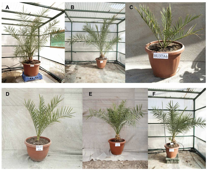 Adam, Jonah, Uriel, Boaz, Judith and Hannah have finally seen the light of day after 2,000 years. These six date palms were grown from ancient seeds that were uncovered in dusty boxes at an archaeological site in the Judean desert.