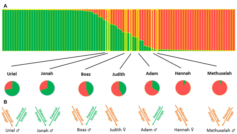 Genetic analysis of the seven ancient seeds. (A) Structure analysis results are shown for modern and ancient western (green) and eastern (orange) genotype contributions. Pie charts highlight eastern (orange) and western (green) ancient seeds nuclear genomes contributions. (B) Ancient seeds maternal and paternal lineages origin. Arrows represent clonally transmitted parental information, with maternal (chloroplastic) and paternal (Y chromosome) from western (green) and eastern (orange) origins. 'Methuselah, Hannah, and Adam are the most eastern genotypes, although they also show ancient western contributions requiring numerous generations and highlighting ancient crosses,' according to the study. 'Boaz and Judith are the most admixed, with almost equal eastern and western contributions reflecting more recent crossings.'