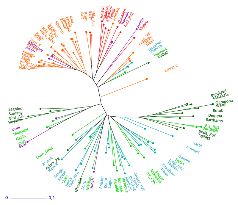 Genetic distances tree showing the relationships among modern date varieties and ancient germinated seedlings relying on neighbor-joining algorithm.