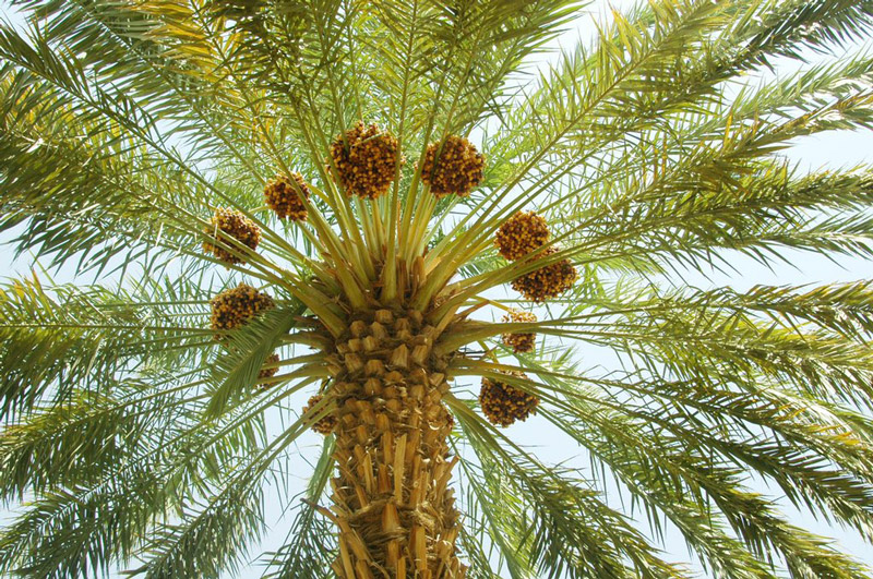 The last remains of the region's date plants were wiped out by the 19th century, and this particular type is now extinct. This is a modern date palm.