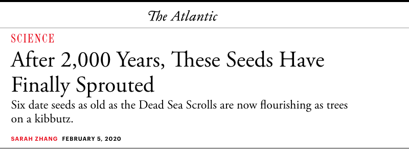 The Atlantic - After 2,000 Years, These Seeds Have Finally Sprouted - Six date seeds as old as the Dead Sea Scrolls are now flourishing as trees on a kibbutz.