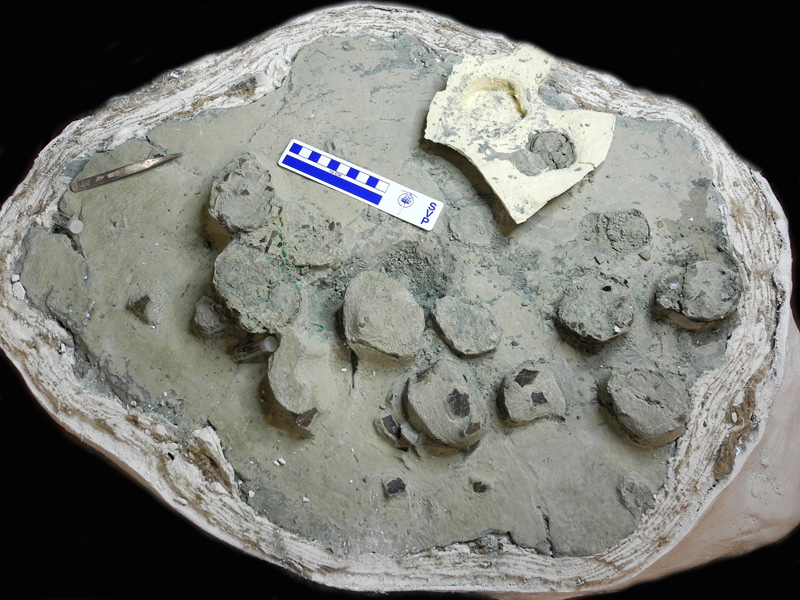 Troodon eggs from Devil’s coulee dinosaur nesting site in Alberta, Canada.