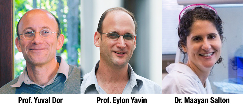 Prof. Yuval Dor, Prof. Eylon Yavin, Dr. Maayan Salton