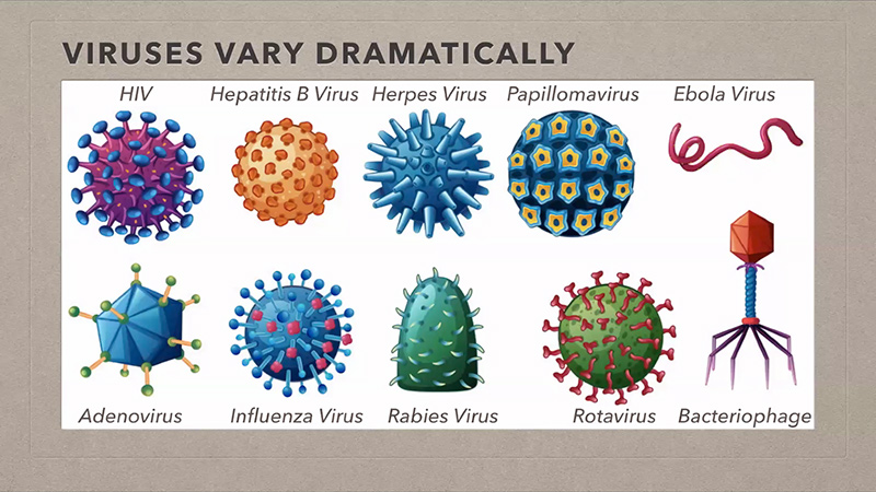 Coronavirus and The Future of Immunology Webinar