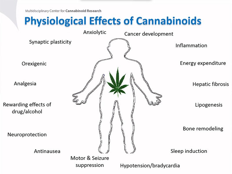 Breakthroughs in Cannabinoid Research