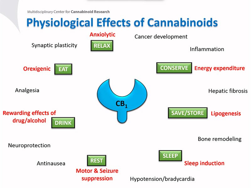 Breakthroughs in Cannabinoid Research