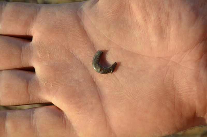 Bone fish-hook found at Jordan River Dureijat, showing fine workmanship.