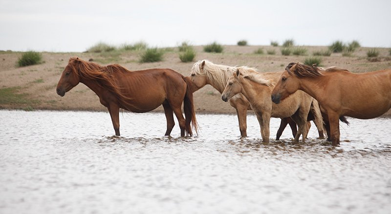 Mongolian horses.