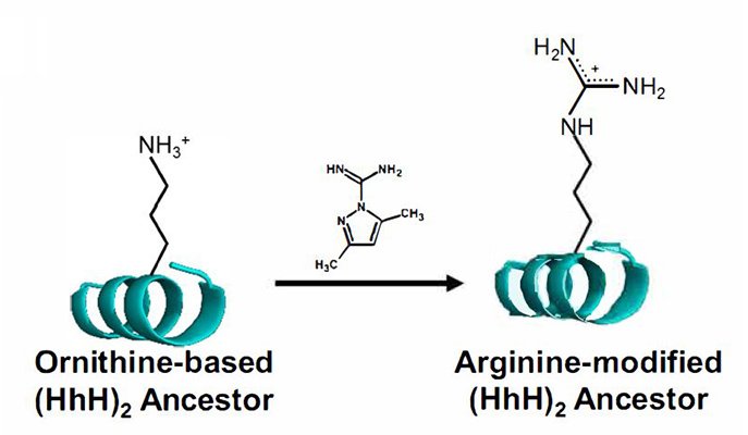 Ornithine to arginine in a simple chemical reaction