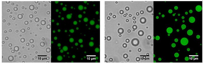 Proteins with primitive arginine-based proteins (right) might have been capable of self-assembly and phase separation to create cell-like droplets.